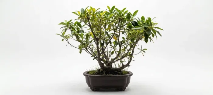 Bomsai ficus retusa