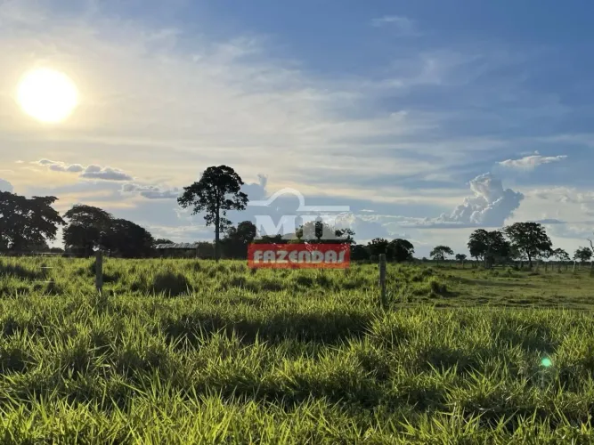Fazenda de 1300 alqueires (6.321 hectares) em Cocalinho - MT.