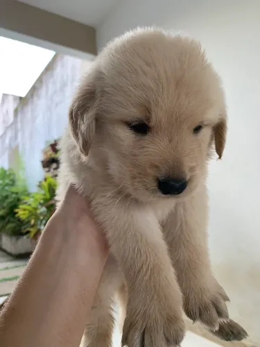 Vendo Golden Retriever 