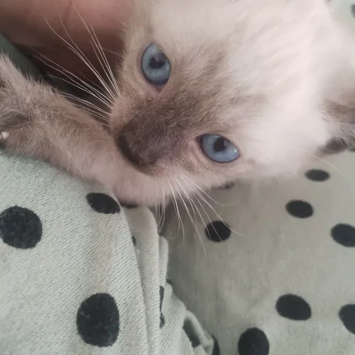 Doa um casal de gatinhos