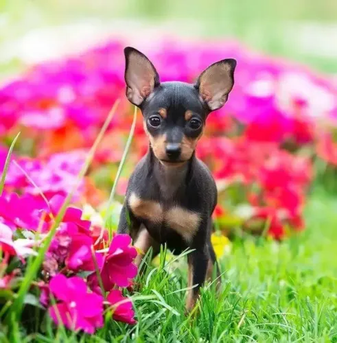 Linda filhote de pinscher fêmea 
