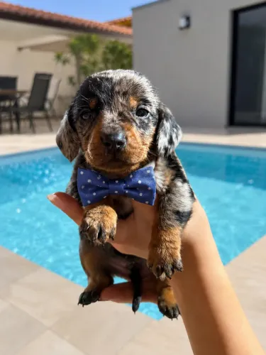 Macho arlequim dachshund Mini raça pura vermifugado
