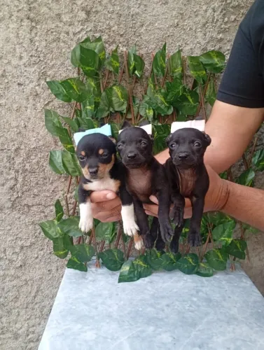 Pinscher Pequeno Ideal Para Apartamento