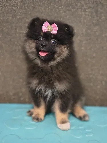 Lulu da Pomerania anão