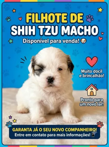 Shitzu macho filhote