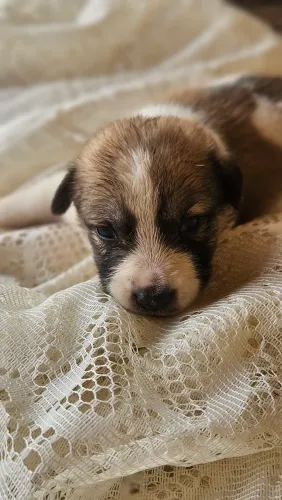 Doação RESPONSAVEL Akita + Caramelo 