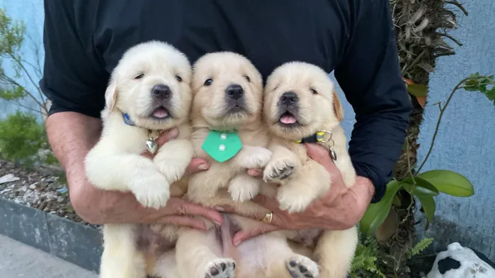 Raça Inteligente e Cão Terapêuticos, São golden lindos e muito carinhosos