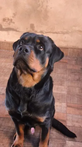 Rottweiler Adulto macho