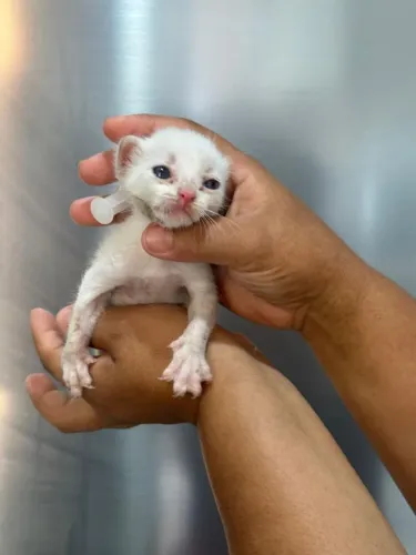 Doação responsável