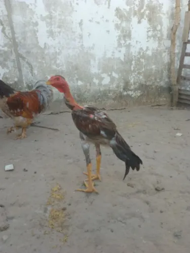 Galinha caipira