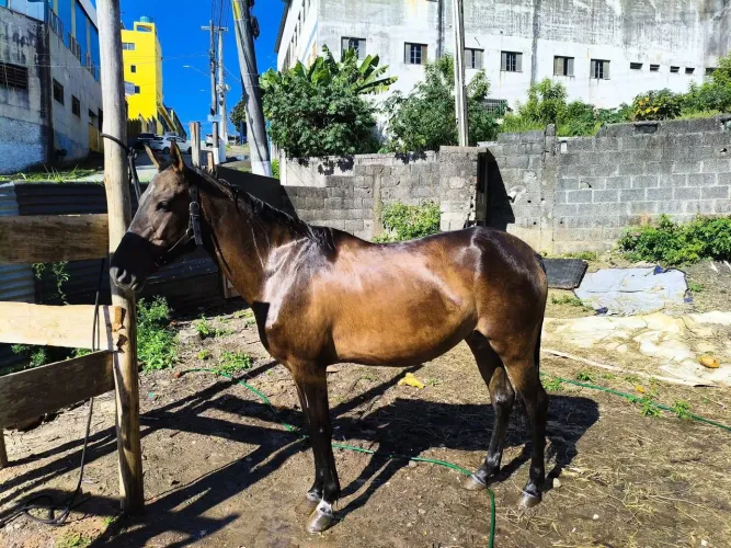  Égua 4 anos pra venda ou rolo <br>