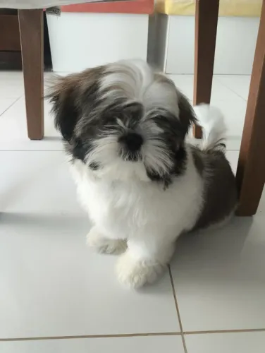 Filhote Shih Tzu