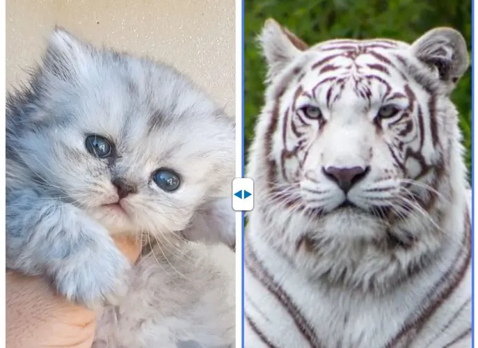 Vendo gato persa macho