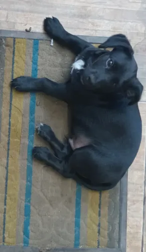 Doação de um cachorro 