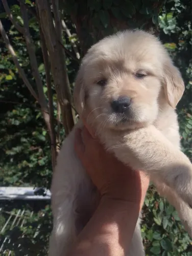 Golden Retriever - Qualidade e Procedência