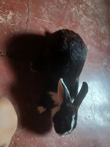 Coelha adulta raça holandês ela e media .