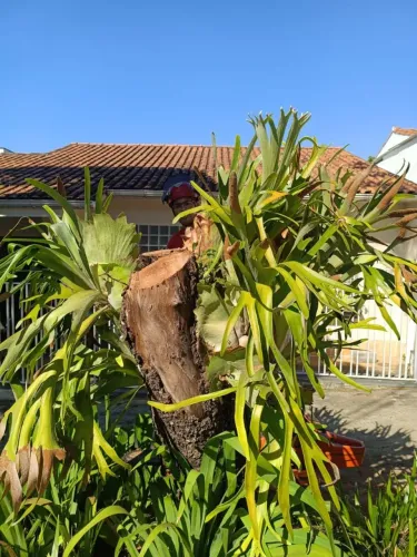 Chifre-de-Veado Gigante Com Tronco Original - 100kg (Entregamos)