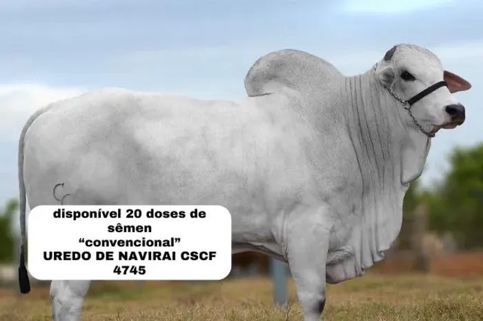 Reprodução animal 