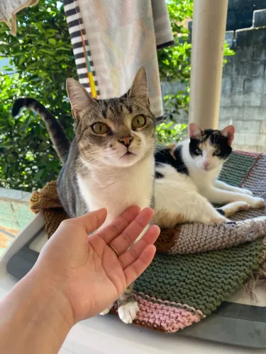 Gatinhas doação