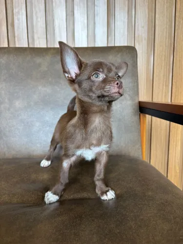 Chihuahua chocolate macho com pedigree