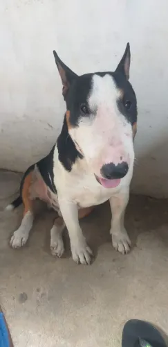 PITBULL TERRIER  ? 