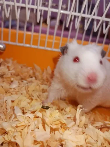 Vende-se Hamster, fêmea 40/ macho 35