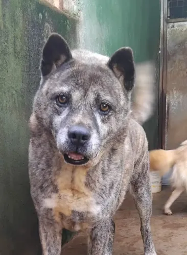 Adoção médio porte, mestiço blue heeler, leia o texto