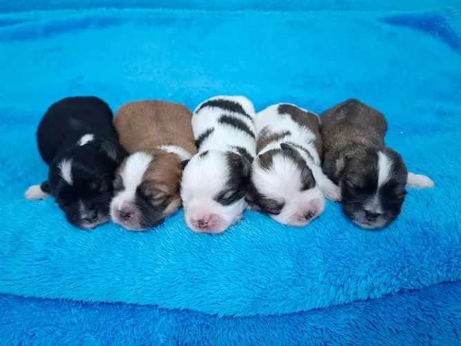 Lhasa Apso - Reserva de Filhotes com entrega para Final de Junho