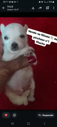 Vende-se filhote ? de pincheer número 01