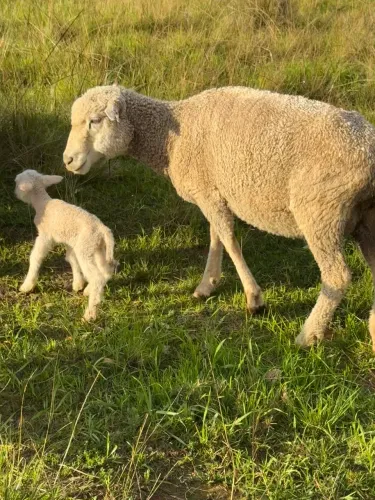 Ovelha com cria ao pé
