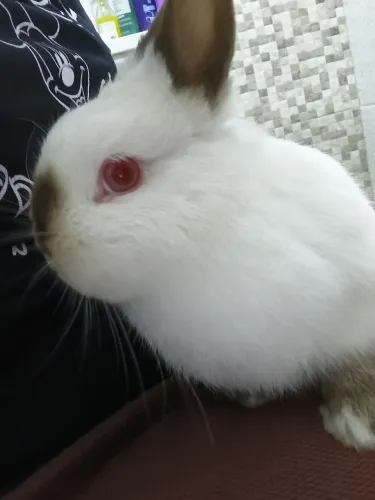 Coelho mini Lop e anão