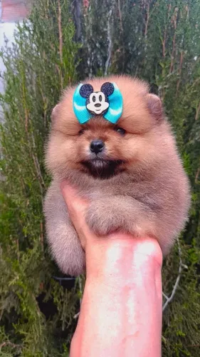 Filhote de Lulu da pomerânia macho