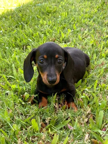 . Dachshund: Um Companheiro Criado com Muito Carinho