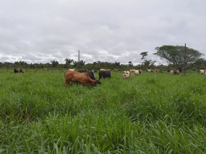 R$1,2 milhões 75 hectares pronta fazendinha há 72 km de Belém