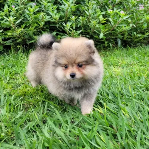 Spitz Alemão Anão macho - Pedigree CBKC - 12x sem juros envio grátis