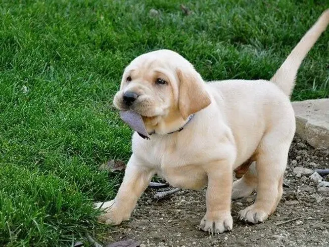 Labrador filhotes uma grande dose de amor ternura e inteligência