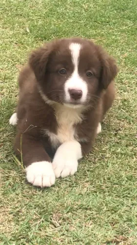 Fêmea de Border Collie 56 dias a pronta entrega com vacina e pedigree na cor chocolate ´