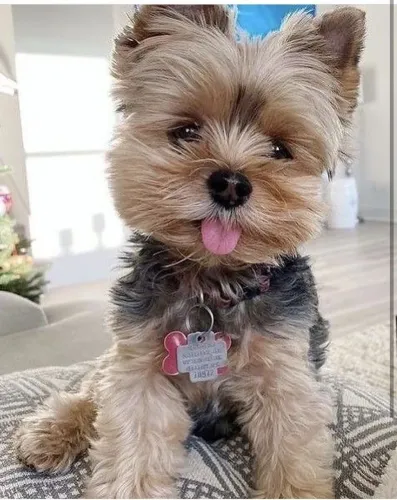 Yorkshire Terrier Fofo Procurando um dono calmo e compreensivo