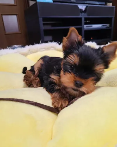 Yorkshire Terrier micro **