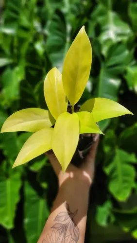 Philodendron Lemon Lime - Muda Linda e Saudável