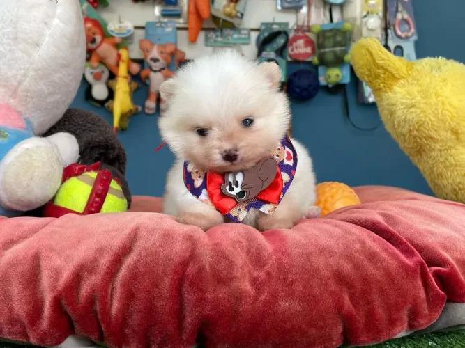 Filhote Spitz Alemão Fofo disponível pelagem creme 