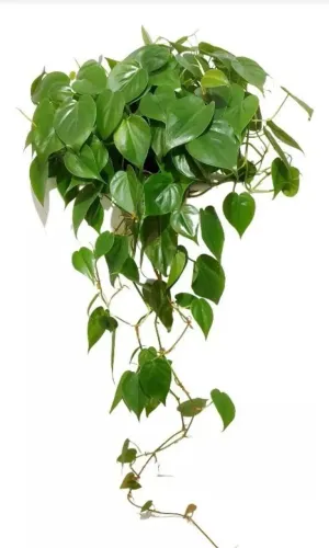 Planta jiboia