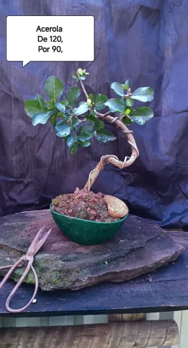 Bonsai acerola