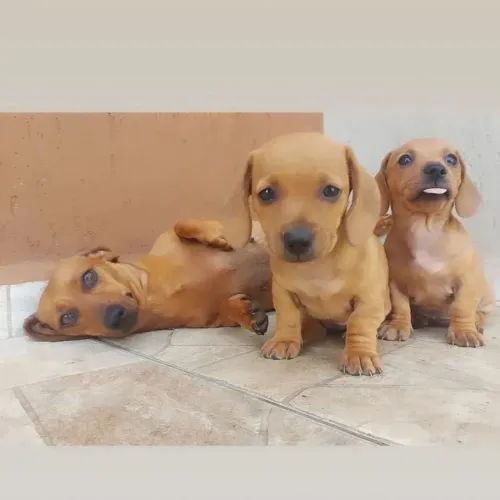 Dachshund 2 Femeas caramelo / microchip/ vacinada ok/ pedigree opc