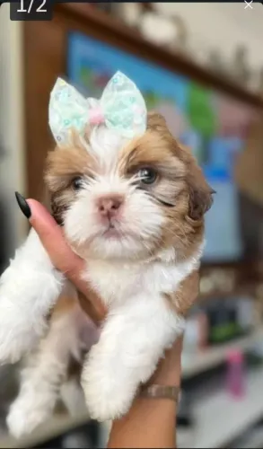 Filhote Shih Tzu, Seu novo cãopanheiro está pronto para te encher de alegria!