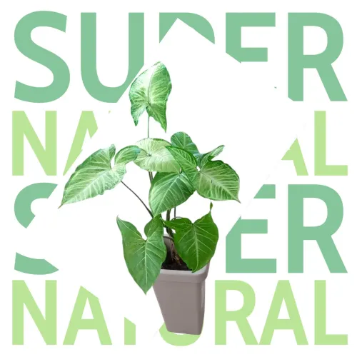 Syngonium Variegata em Vaso Decorativo - Planta Natural