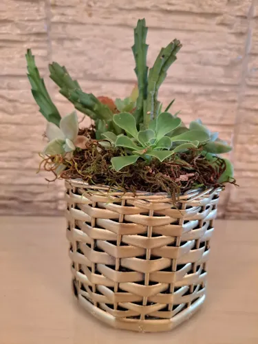 Arranjo de Suculentas em Vaso Decorativo