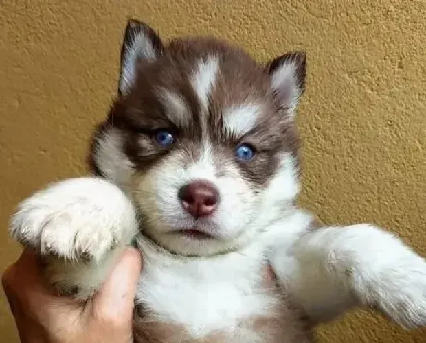 Husky Siberiano - Energia e Lealdade