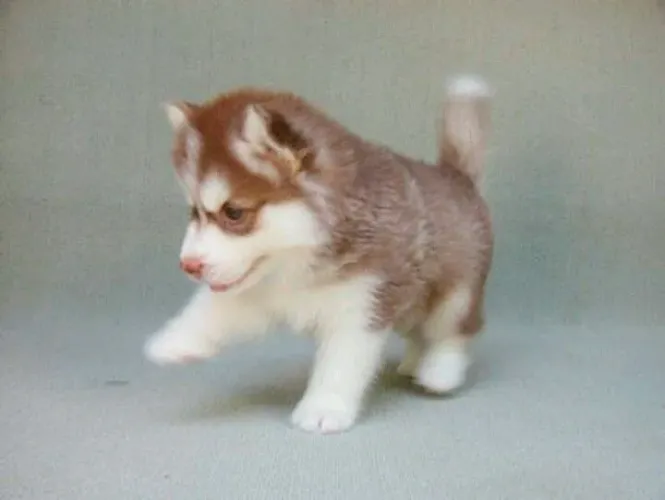 Filhotes de Husky Siberiano merlin