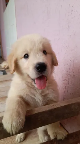 golden retriever vacinados